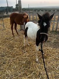 Cavallo
