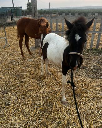 Cavallo