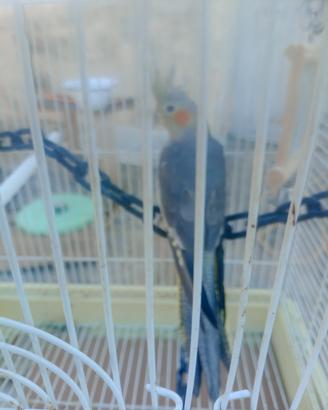 Giovane calopsita