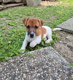 Cucciolo Jack Russell