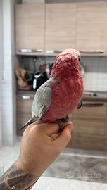 Cacatua roseicapilla