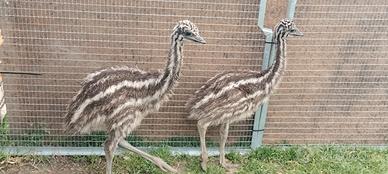 Baby emu