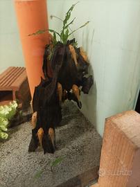 Ancistrus