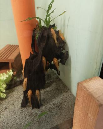 Ancistrus
