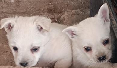 West highland White terrier