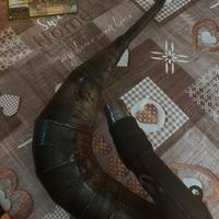 Pancia arrow am6