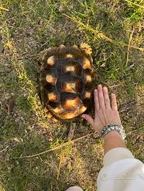 Tartaruga sulcata