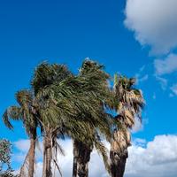 PALME WASHINGTON E BARBUTE