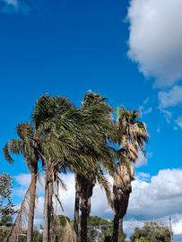 PALME WASHINGTON E BARBUTE