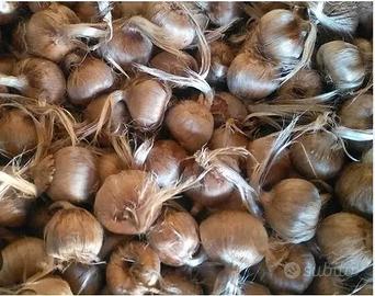 BULBI DI ZAFFERANO