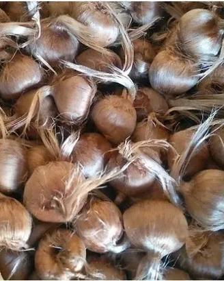 BULBI DI ZAFFERANO