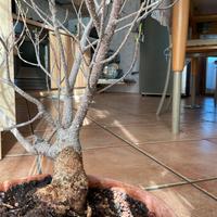 Ficus retusa bonsai oltre 20 anni