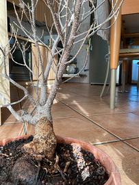 Ficus retusa bonsai oltre 20 anni