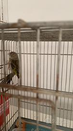 Ibrido