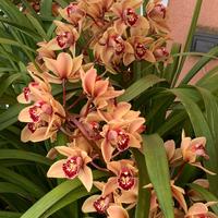 Orchidea da giardino fiore