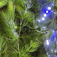 Ceratophyllum demersus