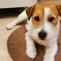 Jack Russell pelo Broken per monta