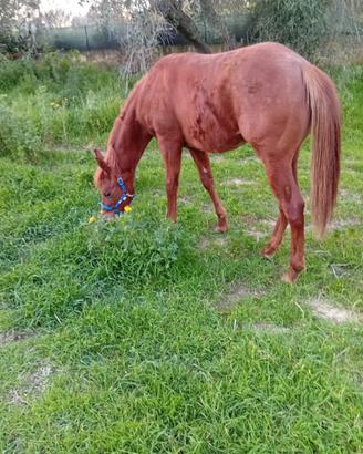 Puledro maschio