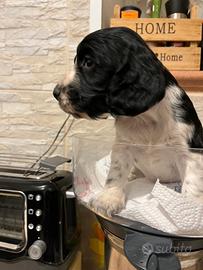 Cocker spaniel inglese