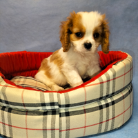 Cavalier king