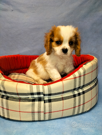 Cavalier king