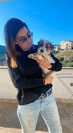 Cuccioli jack russell pelo ruvido