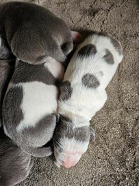 Amstaff blue nose