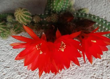 Set N 10 polloni di cactus stupenda fioritura