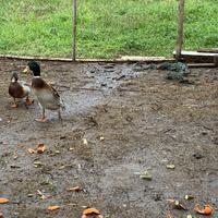 Anatra corritrice indiana