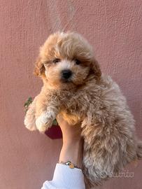 Maltipoo albicocca intenso