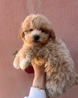 Maltipoo albicocca intenso