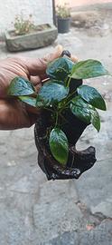 Piante anubias per aquario con legno