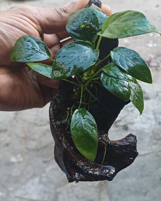 Piante anubias per aquario con legno