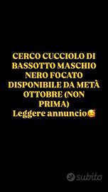 Cucciolo bassotto maschio nero focato