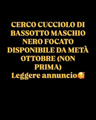 Cucciolo bassotto maschio nero focato