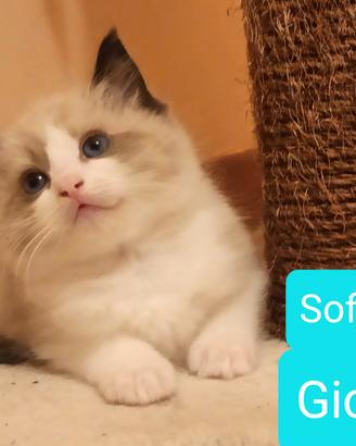 Cucciolo Ragdoll Seal bicolor