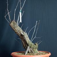 Biancospino (Crataegus monogyna)