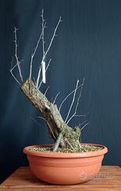 Biancospino (Crataegus monogyna)