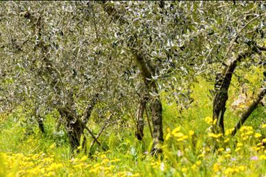 Terreno con uliveto in produzione