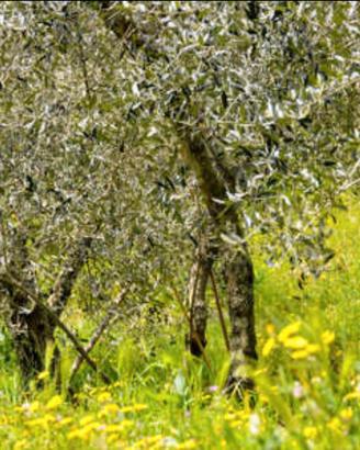 Terreno con uliveto in produzione