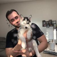 Cuccioli husky pedigree