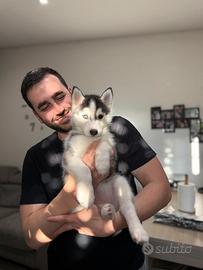 Cuccioli husky pedigree