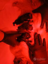 Volpino Spitz Toy Nero