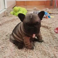 Cucciolata di Bouldogue francese con pedigree enci