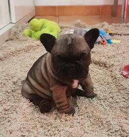 Cucciolata di Bouldogue francese con pedigree enci