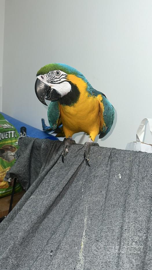 Parrocchetto, Pappagallo E Cockatiel Comuni Dell'animale Domestico - 8