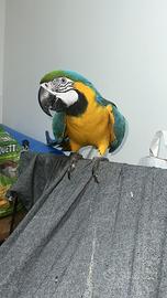 Pappagallo ara ararauna