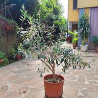 Pianta di Olivo in vaso