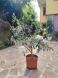 Pianta di Olivo in vaso