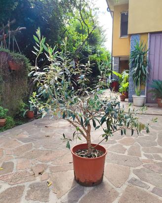 Pianta di Olivo in vaso